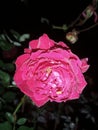 Pink garden rose photo taken in Kenya. Regular RF image.