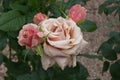 Pink garden rose with raindrops . Romantic background Royalty Free Stock Photo