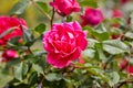 Pink Garden Roses blooming on a rose bush