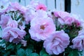 Raindrops on blossoming pale pink roses