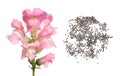 Pink garden snapdragon. Flower and seeds on white background