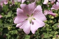Pink `Garden Tree Mallow` flower - Lavatera Thuringiaca Royalty Free Stock Photo