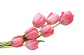 Pink garden tulips isolated on white background