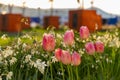 Pink Garden Tulips