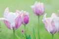 Pink garden tulips with stems on light green background close-up Royalty Free Stock Photo