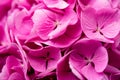 Close-up hydrangea, pink flowers, background of flowers, Royalty Free Stock Photo