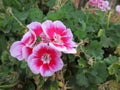 Pink gardenias Royalty Free Stock Photo