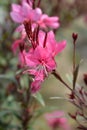 Pink Gaura