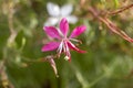 Pink Gaura flower, macro photo. close-up