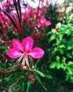 Pink gaura flower
