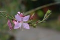 Pink Gaura