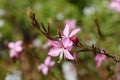 Pink gaura