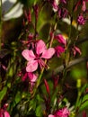 Pink Gaura or Oenothera lindheimeri blooming at flowerbed flowers and buds close-up, selective focus, shallow DOF Royalty Free Stock Photo