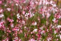 Pink Gaura - Oenothera Lindheimeri Royalty Free Stock Photo