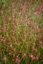 Pink Gaura lindheimeri flower under sunshine in summer closeup