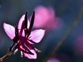 Pink gaura Whirling Butterflies