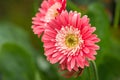 Gebera - pink flower