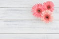 Pink Gebera flowers on white wood