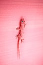 Pink gecko on the wall Royalty Free Stock Photo