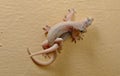 Pink geckos mating