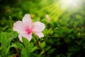 Pink genus Hibiscus,the shoeflower or china rose in garden affter raining background Royalty Free Stock Photo