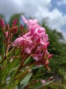 Pink but georgeous tabebuya