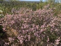 Pink Geraldton Wax Chamelaucium uncinatum