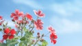 Pink Geranium against a blue sky. Generative AI