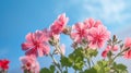 Pink Geranium against a blue sky. Generative AI