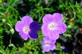 Pink Geranium, Balboa Park, San Diego Royalty Free Stock Photo