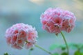 Pink geranium the beautiful flowers