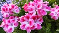 Pink geranium, beautiful outdoor flowers palnt background