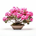 Pink Geranium Bonsai Plants: Vibrant Flowers On White Background