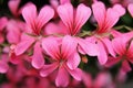 Pink Geranium Cascade flowers Royalty Free Stock Photo