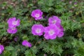 Pink geranium or cranesbill flowers closeup Royalty Free Stock Photo