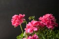 Pink geranium, on dark background. Balcony flowers. Copy sapce