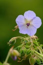 Pink geranium flower in bloom Royalty Free Stock Photo