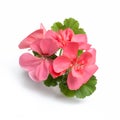 Pink geranium flower blossoms with green leaves isolated on white background, geranium flower template concept Royalty Free Stock Photo