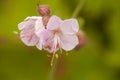 Pink geranium flower on blurred background Royalty Free Stock Photo