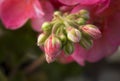Pink Geranium Flower Buds