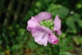 Pink Geranium with Flower Buds and Dew Drops Royalty Free Stock Photo