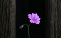 Pink Geranium Flower Dark Background Royalty Free Stock Photo