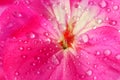 Pink geranium flower with drops of dew or water on the petals. Close-up of indoor plants in full screen Royalty Free Stock Photo