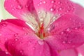 Pink geranium flower with drops of dew or water on the petals. Close-up of indoor plants in full screen Royalty Free Stock Photo