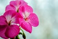 Pink geranium flower with drops of dew or water on the petals. Close-up of indoor plants on a light background Royalty Free Stock Photo