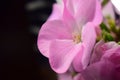 Pink geranium flower of five petals Royalty Free Stock Photo