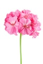 Pink geranium flower isolated Royalty Free Stock Photo