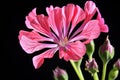 Pink geranium flower isolated on black background close-up macro photography Royalty Free Stock Photo