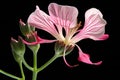 Pink geranium flower isolated on black background, close up shot Royalty Free Stock Photo