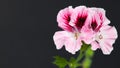 Pink geranium flower isolated on black background with copy space for text Royalty Free Stock Photo